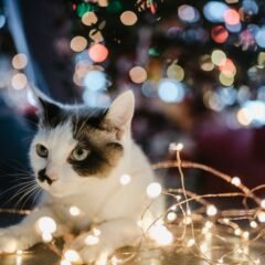 black and white cat lyes beside lighted string light